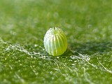 Egg, close-up view.