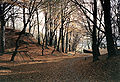 Wald im Herbst bei Haus Horst