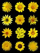 Poster de fleurs jaunes.