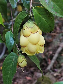 Camellia petelotii