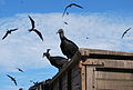 Black Vultures wait to scavenge fish from the morning's catch in Puerto López.