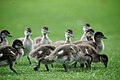 Ducklings in Kings Park, Western Australia