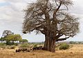 Adansonia digitata, Taman Nasional Tarangire di Tanzania