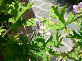 Rozenpelargonium