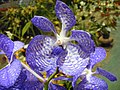 Vanda cultivar