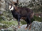 Chamois