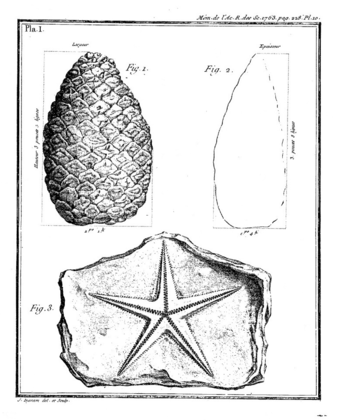 Fossile d'étoile de mer du château d'Agey[25] (fig. 3) et pomme de pin fossile du cabinet de Karl Ehrenbert von Moll (en) à Vienne (fig. 1 et 2)[26].