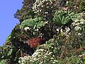 Gunnera insignis, Costa Rica (Irazu) -5-