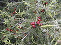 Leaves and mature cones, Spain