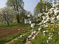 Kirschblüte bei Pretzfeld