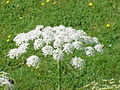 Соцветие Laserpitium latifolium