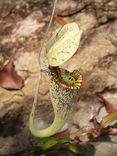 Муравей пьёт нектар из Nepenthes rafflesiana