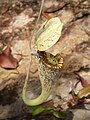 en:Nepenthes rafflesiana, en:List of Nepenthes species