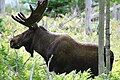 Los mokraďový (Alces alces) v Národnom parku Gros Morne v provincii Newfoundland a Labrador