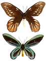 A "Birdwing" Ornithoptera alexandrae Rothschild, 1907, é uma famosa borboleta da Papua-Nova Guiné, por suas fêmeas (acima) serem consideradas as borboletas de maior envergadura do mundo. Abaixo o macho, mais vistoso.