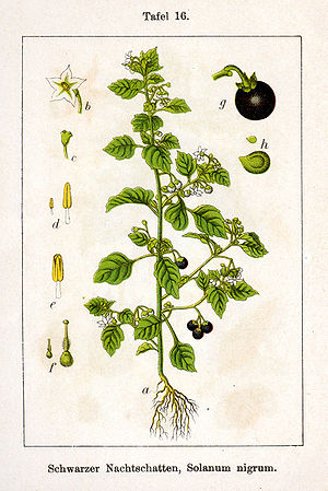 Fuulbäie (Solanum nigrum)