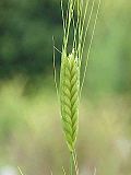 Thumbnail for Einkorn wheat
