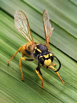 Tyskkvefs (Vespula germanica), ein stikkekvefs