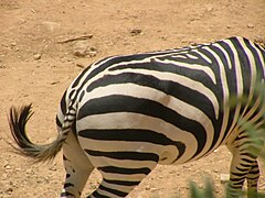 Zebra with "long dock" (short hair portion) with the skirt only near the end of the tail