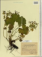 Herbarium