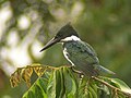 Chloroceryle amazona - ženka