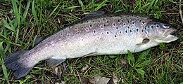 Margasis upėtakis (Salmo trutta fario)