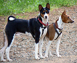 Basenji - černé a tříslové a červené a bílé zbarvení