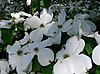 American Dogwood