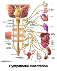 Innervation of the sympathetic system.