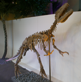 巡回展「Dinosaurs Unearthed」で展示されたガソサウルス