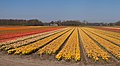 Lisse, Feld mit Tulpen zwischen dem Zwartelaan und Lisserbeek