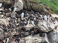 A group of common murres stands on a rocky shoreline