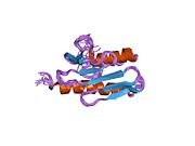 1ly7: ساختار راه‌حل برای دومینِ کربوکسیل انتهایی (سی-ترمینال) در فراتاکسین، پروتئینی که مسئول بروز بیماری آتاکسی فردریش است.