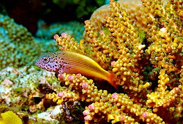 Paracirrhites forsteri Forsters Hawkfish juvenile Papua New Guinea by Nick Hobgood