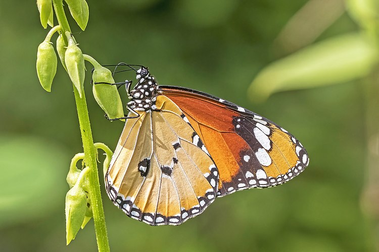 Самец данаиды хризипп (Danaus chrysippus)