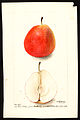 Watercolor of Forelle (European pear) painted in 1900 by Deborah Griscom Passmore (USDA)