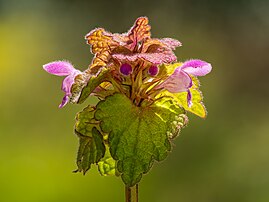 Inflorescence d'un lamier pourpre, plante rudérale paléarctique commune. (définition réelle 5 182 × 3 886)