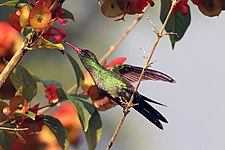 Juvenile male feeding