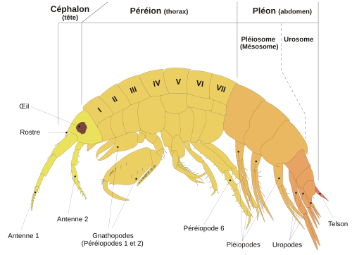 Schéma anatomique d'un amphipode.