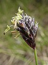 Sesleria albicans