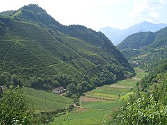 Plantation de thé à flanc de montagne