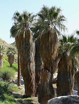 Washingtonia filifera