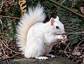 Image 42White (leucistic) eastern gray squirrel with a peanut