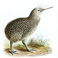 Little spotted kiwi