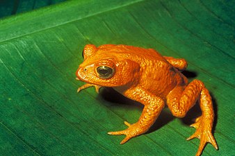 Sapo dourado (Bufo periglenes), agora extinto.