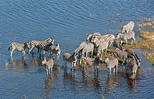 Zebra dataran minum di sungai