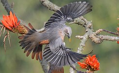 Chestnut-tailed starling, Satchari National Park, Bangladesh Md shahanshah bappy