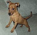 Cucciolo di Pinscher nano