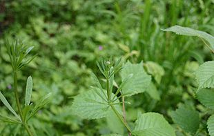 Burresnerre (Galium aparine) er et frygtet ukrudt.