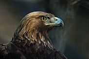 Golden Eagle